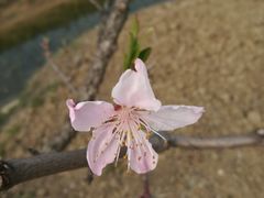 -田园东方蜜桃村的田野营地