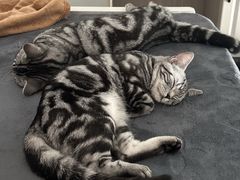 -瑞派康怡24h宠物医院·犬猫医疗中心·微创绝育(瑞景分院)