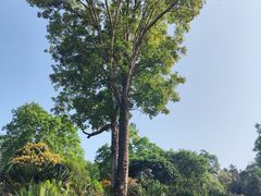 -深圳仙湖植物园