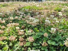 -白鹭湾湿地公园