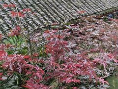 -峨眉山报国寺