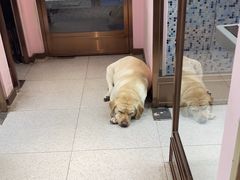 -FAELING PETS美天灵宠物(富力广场店)