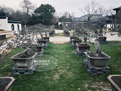 -扬州大运河文化旅游度假区·盆景园