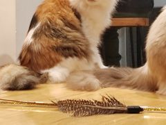 -是阿柴呀！柴犬咖啡·爱喵喵猫咖