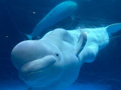 -海合安武汉极地海洋公园