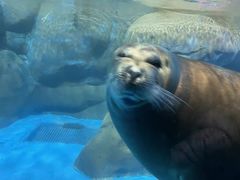 -海合安青岛极地海洋公园