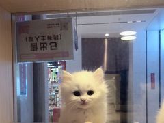 -爪爪喵星球·猫舍(前海卓越店)