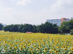 -光明小镇欢乐田园