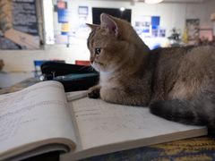 -平行世界·猫咖(首经贸店)