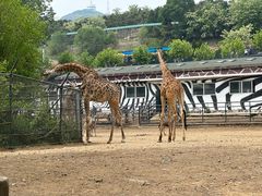 -大连森林动物园