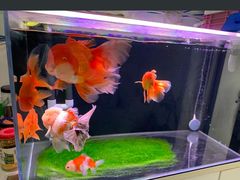 -中环花鸟鱼虫市场