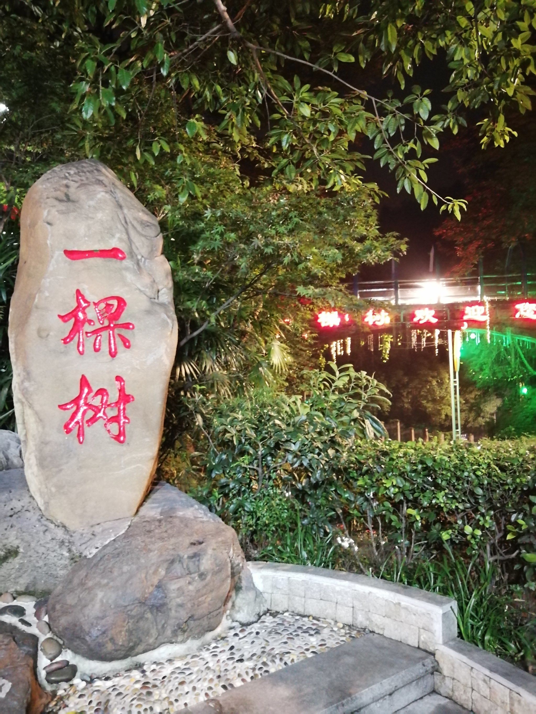 南山一棵树夜景真的好美