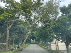 -南宁良凤江国家森林公园