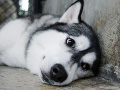 -TrueLove @ Neverland (Husky Cafe)