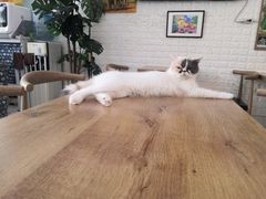 -平行世界·猫咖(首经贸店)