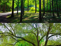 -上海共青森林公园