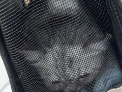 -瑞派宠物医院·犬猫全科·猫友好(宾水西道店)