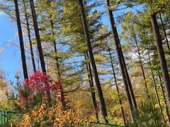 -塞罕坝国家级自然保护区