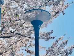 -顾村公园