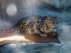 -青藏高原野生动物园