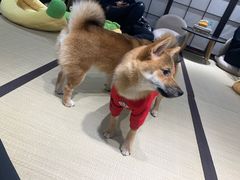 -逗柴咖啡屋·狗咖猫咖宠物桌游