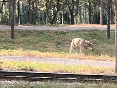 -秦皇岛野生动物园