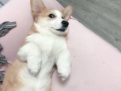 -翊宠yipet猫狗购宠庄园犬舍•猫舍