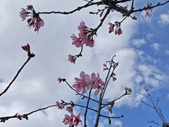 -西樵山风景名胜区-天湖公园