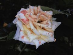 -丹樱生态园