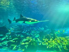 -瑞普利水族馆