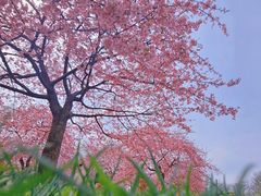 -上海辰山植物园