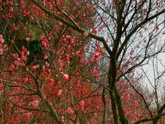 -梅花山(明孝陵内)