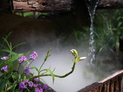 -深圳仙湖植物园