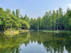 -上海滨江森林公园