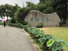 -荷塘月色湿地公园·向阳花洲