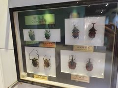 -上海昆虫博物馆