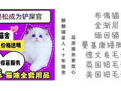 -70cat德文卷毛猫·缅因猫纯种猫舍