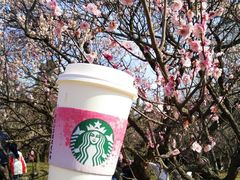 樱花拿铁与梅花-星巴克(南京狮子桥店)
