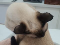 -喵园·猫主题咖啡厅·撸猫·猫咖(国贸店)