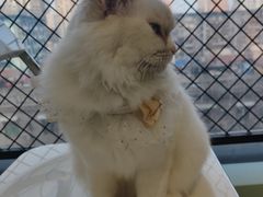 -怪兽屋·羊驼·猫咖·狗咖(俊华广场店)