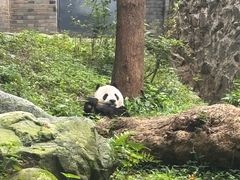 -都江堰中华大熊猫苑