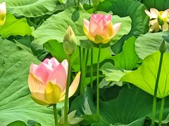-莲花池公园