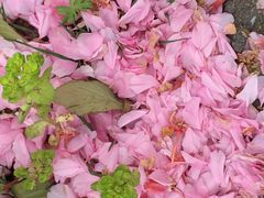 -天王浮山樱花园