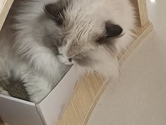 -鼓捣猫呢主题猫咖店