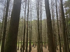 -广州市帽峰山景区