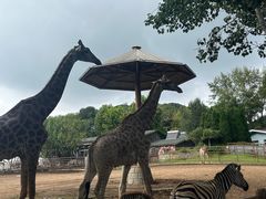 -大连森林动物园