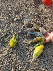 -萌宠亲子动物乐园(槐房万达店)