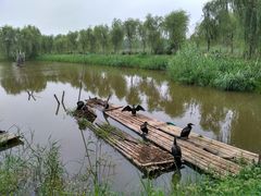 -泗洪洪泽湖湿地景区