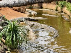 -海南热带野生动植物园