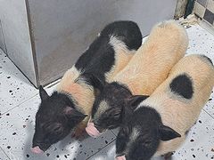 -上海大自然野生昆虫馆(东方明珠·爬宠昆虫探索中心)